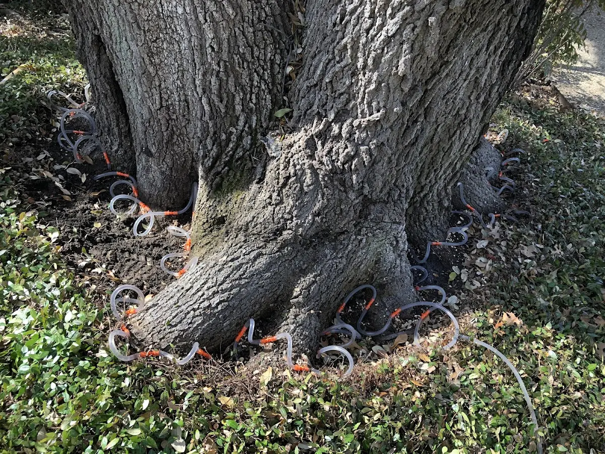 Detailed Tree Cabling and Bracing job site in Delhi